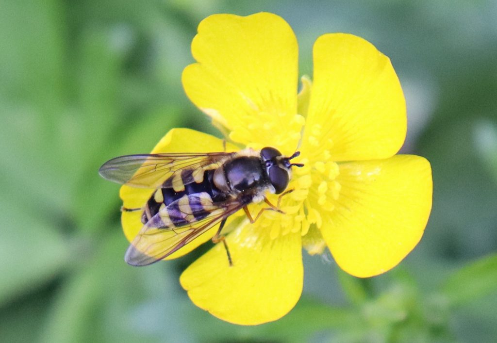 A drone fly on a buttercup.