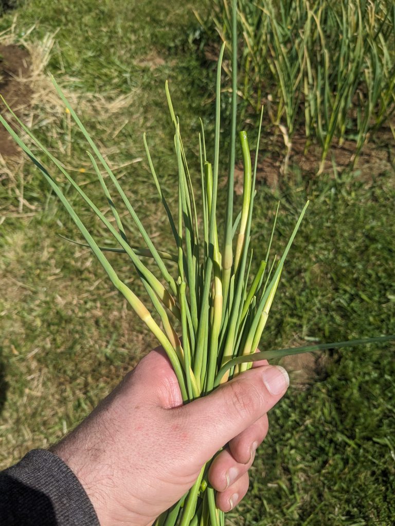 Garlic scapes
