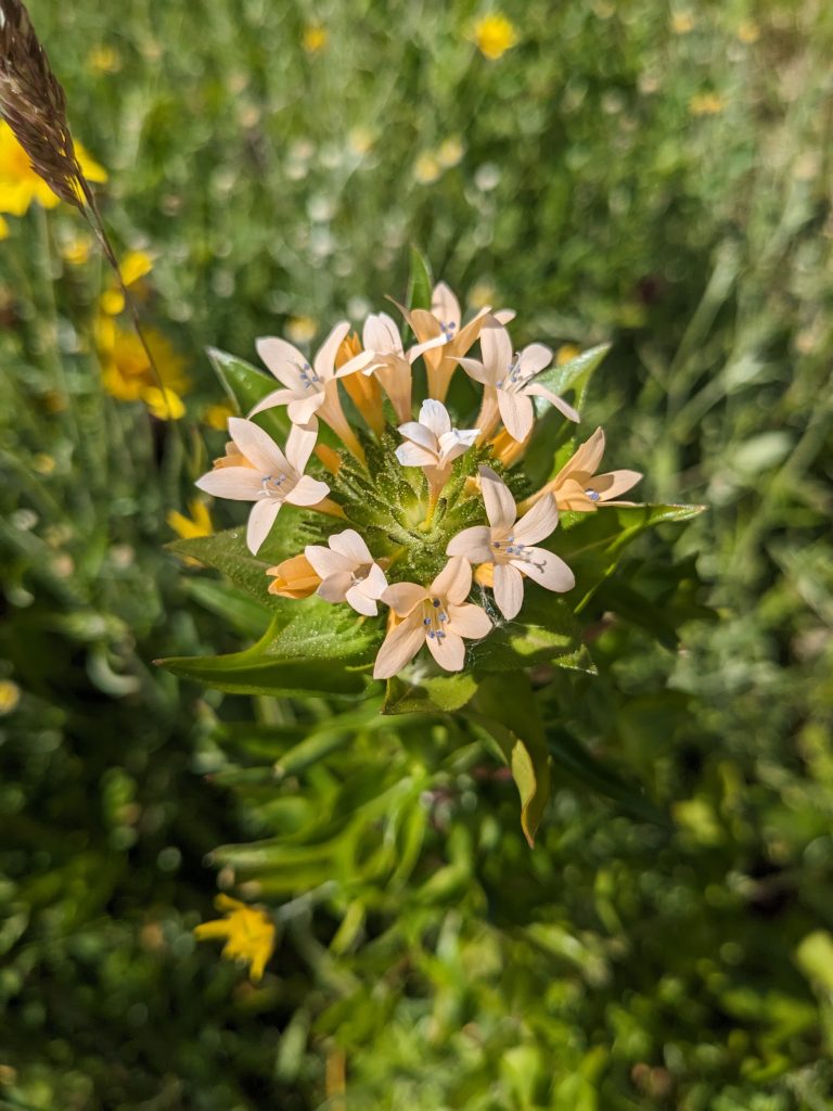 Grand collomia flowers