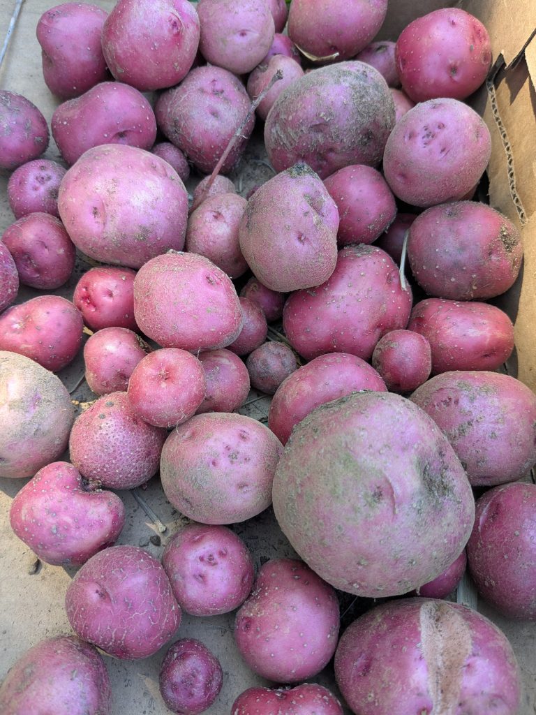 Dozens of red potatoes of various sizes from this year's harvest