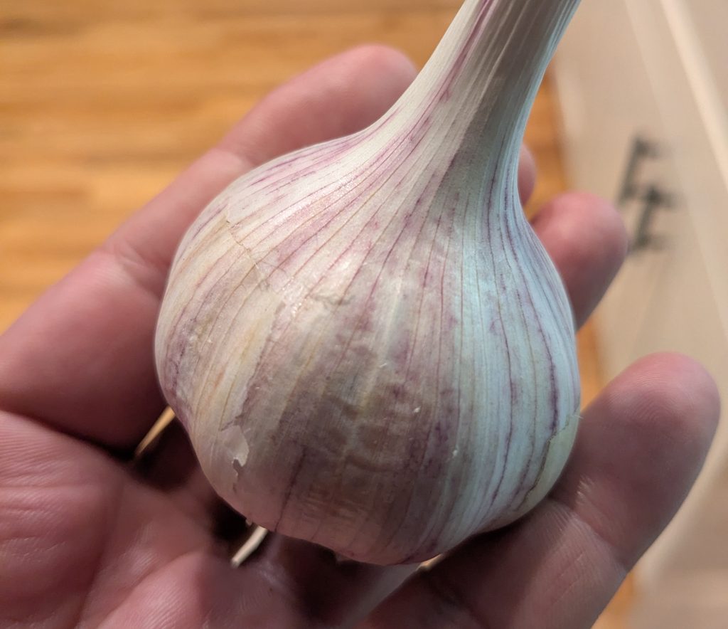 One of this year's Duganski hardneck garlic bulbs, after being cured and cleaned