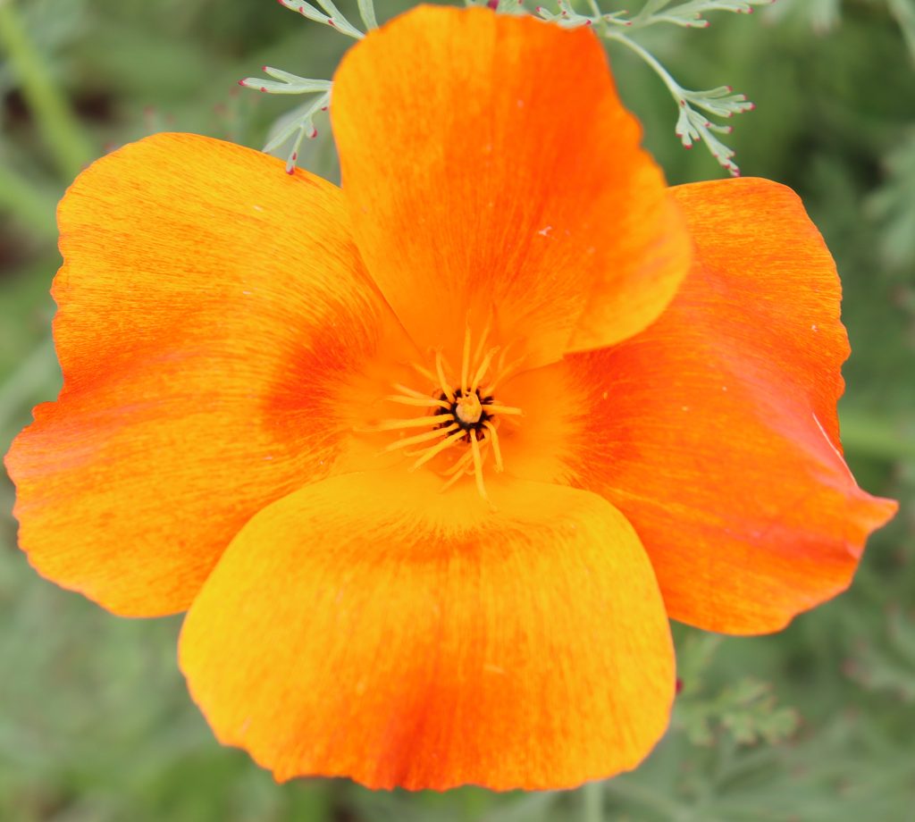 California poppy