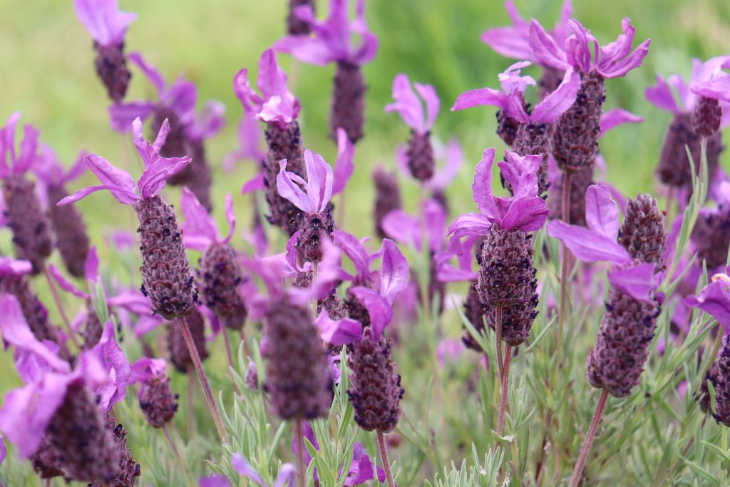 A closeup of Spanish lavender, with long purple petals emerging from  pinecone-like buds on pink stems, surrounded by light green leaves.