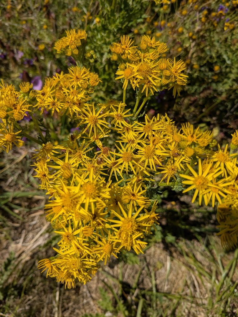 Ragwort, an introduced wildflower, but a beautiful one, and one the hoverflies and bees love.