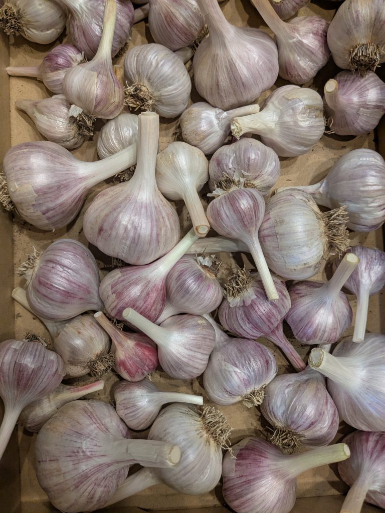 Garlic bulbs of various sizes in a cardboard tray. Each one has strong purple stripes on their otherwise white skin.